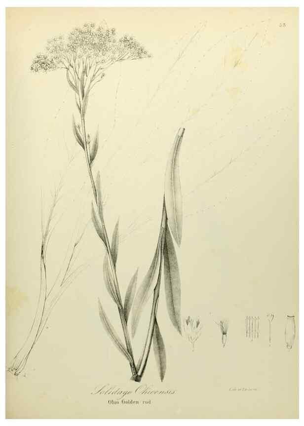 Reproducción/Reproduction 49122652731: A flora of the State of New-York, comprising full descriptions of all the indigenous and naturalized plants hitherto discovered in the state;. Albany,Carroll and Cook, Printers to the Assembly,1843.. 