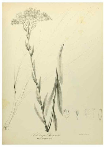 Reproducción/Reproduction 49122652731: A flora of the State of New-York, comprising full descriptions of all the indigenous and naturalized plants hitherto discovered in the state;. Albany,Carroll and Cook, Printers to the Assembly,1843.. 