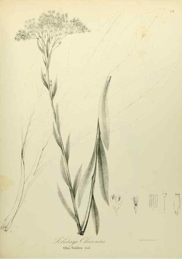 Reproducción/Reproduction 49122652731: A flora of the State of New-York, comprising full descriptions of all the indigenous and naturalized plants hitherto discovered in the state;. Albany,Carroll and Cook, Printers to the Assembly,1843.. 