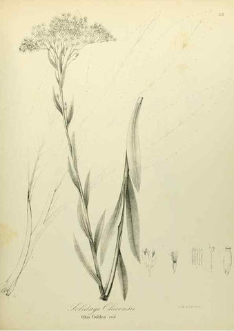Reproducción/Reproduction 49122652731: A flora of the State of New-York, comprising full descriptions of all the indigenous and naturalized plants hitherto discovered in the state;. Albany,Carroll and Cook, Printers to the Assembly,1843.. 