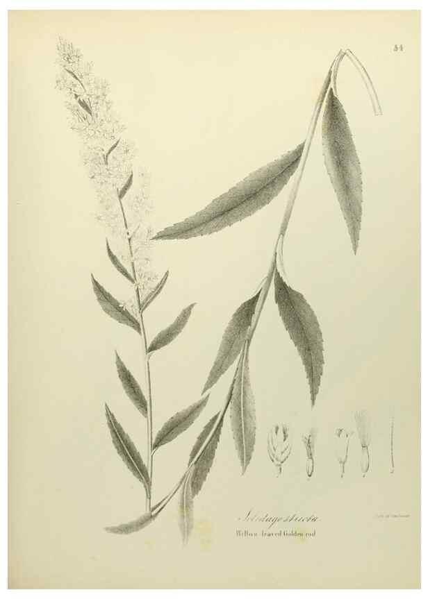 Reproducción/Reproduction 49122150948: A flora of the State of New-York, comprising full descriptions of all the indigenous and naturalized plants hitherto discovered in the state;. Albany,Carroll and Cook, Printers to the Assembly,1843.. 