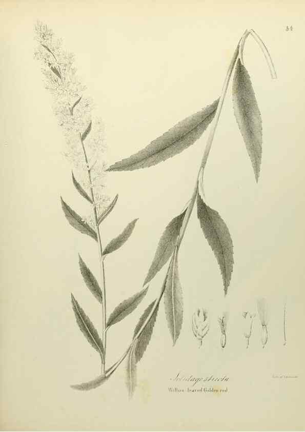 Reproducción/Reproduction 49122150948: A flora of the State of New-York, comprising full descriptions of all the indigenous and naturalized plants hitherto discovered in the state;. Albany,Carroll and Cook, Printers to the Assembly,1843.. 
