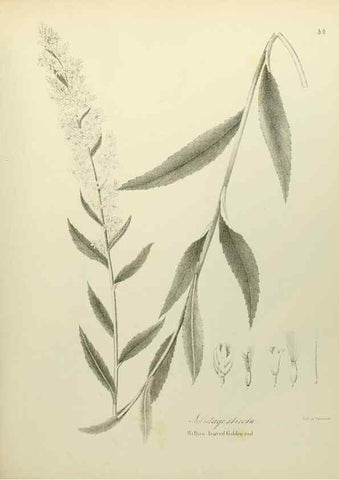 Reproducción/Reproduction 49122150948: A flora of the State of New-York, comprising full descriptions of all the indigenous and naturalized plants hitherto discovered in the state;. Albany,Carroll and Cook, Printers to the Assembly,1843.. 