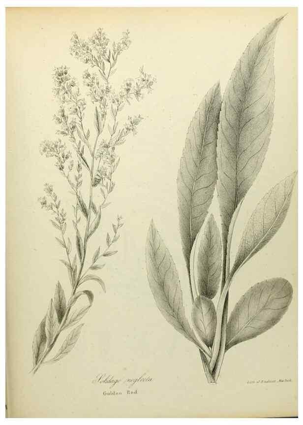 Reproducción/Reproduction 49122840757: A flora of the State of New-York, comprising full descriptions of all the indigenous and naturalized plants hitherto discovered in the state;. Albany,Carroll and Cook, Printers to the Assembly,1843.. 