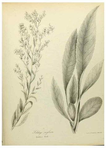 Reproducción/Reproduction 49122840757: A flora of the State of New-York, comprising full descriptions of all the indigenous and naturalized plants hitherto discovered in the state;. Albany,Carroll and Cook, Printers to the Assembly,1843.. 