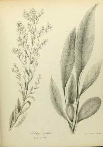 Reproducción/Reproduction 49122840757: A flora of the State of New-York, comprising full descriptions of all the indigenous and naturalized plants hitherto discovered in the state;. Albany,Carroll and Cook, Printers to the Assembly,1843.. 