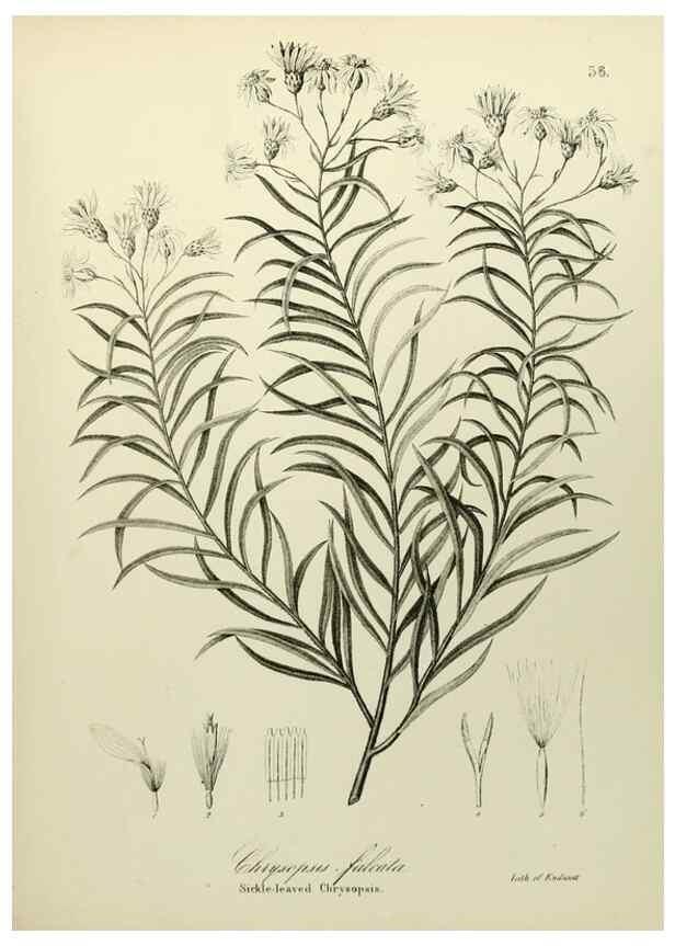 Reproducción/Reproduction 49122151573: A flora of the State of New-York, comprising full descriptions of all the indigenous and naturalized plants hitherto discovered in the state;. Albany,Carroll and Cook, Printers to the Assembly,1843.. 