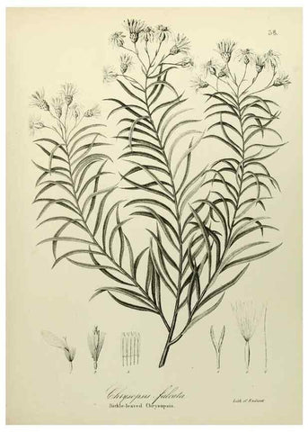 Reproducción/Reproduction 49122151573: A flora of the State of New-York, comprising full descriptions of all the indigenous and naturalized plants hitherto discovered in the state;. Albany,Carroll and Cook, Printers to the Assembly,1843.. 