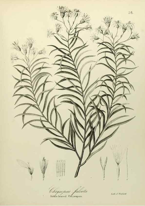 Reproducción/Reproduction 49122151573: A flora of the State of New-York, comprising full descriptions of all the indigenous and naturalized plants hitherto discovered in the state;. Albany,Carroll and Cook, Printers to the Assembly,1843.. 