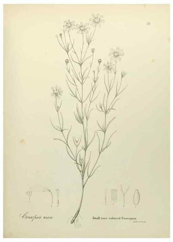 Reproducción/Reproduction 49122151858: A flora of the State of New-York, comprising full descriptions of all the indigenous and naturalized plants hitherto discovered in the state;. Albany,Carroll and Cook, Printers to the Assembly,1843.. 