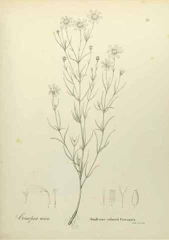 Reproducción/Reproduction 49122151858: A flora of the State of New-York, comprising full descriptions of all the indigenous and naturalized plants hitherto discovered in the state;. Albany,Carroll and Cook, Printers to the Assembly,1843.. 