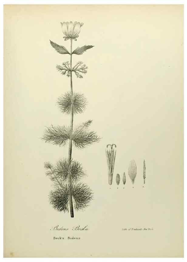 Reproducción/Reproduction 49122654341: A flora of the State of New-York, comprising full descriptions of all the indigenous and naturalized plants hitherto discovered in the state;. Albany,Carroll and Cook, Printers to the Assembly,1843.. 