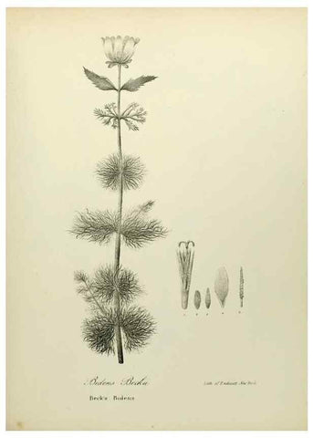 Reproducción/Reproduction 49122654341: A flora of the State of New-York, comprising full descriptions of all the indigenous and naturalized plants hitherto discovered in the state;. Albany,Carroll and Cook, Printers to the Assembly,1843.. 