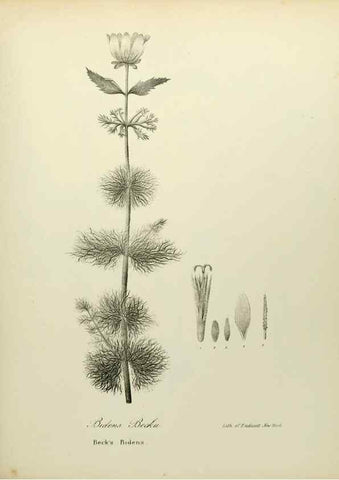 Reproducción/Reproduction 49122654341: A flora of the State of New-York, comprising full descriptions of all the indigenous and naturalized plants hitherto discovered in the state;. Albany,Carroll and Cook, Printers to the Assembly,1843.. 