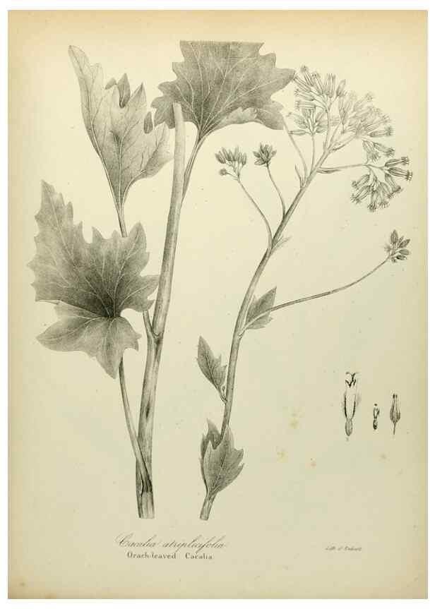 Reproducción/Reproduction 49122842027: A flora of the State of New-York, comprising full descriptions of all the indigenous and naturalized plants hitherto discovered in the state;. Albany,Carroll and Cook, Printers to the Assembly,1843.. 