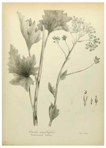 Reproducción/Reproduction 49122842027: A flora of the State of New-York, comprising full descriptions of all the indigenous and naturalized plants hitherto discovered in the state;. Albany,Carroll and Cook, Printers to the Assembly,1843.. 