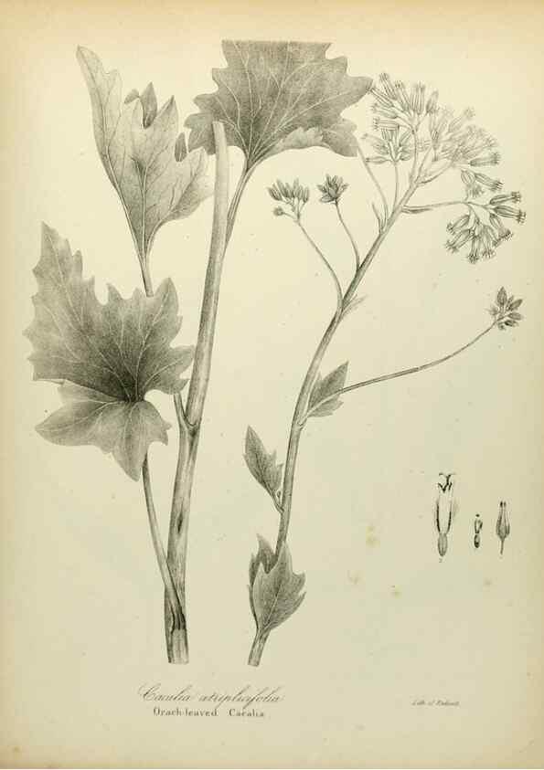 Reproducción/Reproduction 49122842027: A flora of the State of New-York, comprising full descriptions of all the indigenous and naturalized plants hitherto discovered in the state;. Albany,Carroll and Cook, Printers to the Assembly,1843.. 