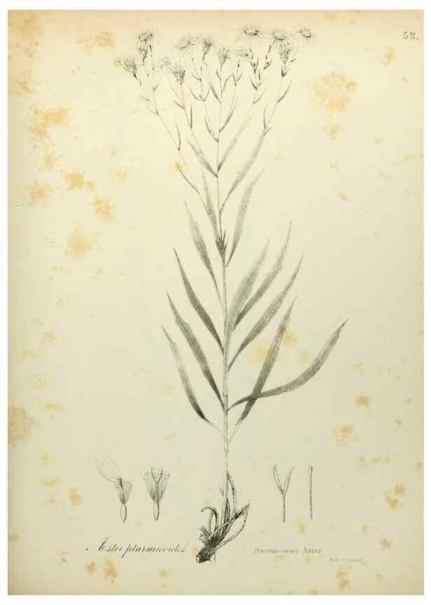 Reproducción/Reproduction 49122652171: A flora of the State of New-York, comprising full descriptions of all the indigenous and naturalized plants hitherto discovered in the state;. Albany,Carroll and Cook, Printers to the Assembly,1843.. 