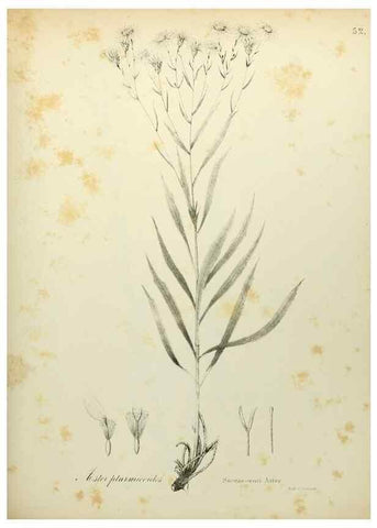 Reproducción/Reproduction 49122652171: A flora of the State of New-York, comprising full descriptions of all the indigenous and naturalized plants hitherto discovered in the state;. Albany,Carroll and Cook, Printers to the Assembly,1843.. 