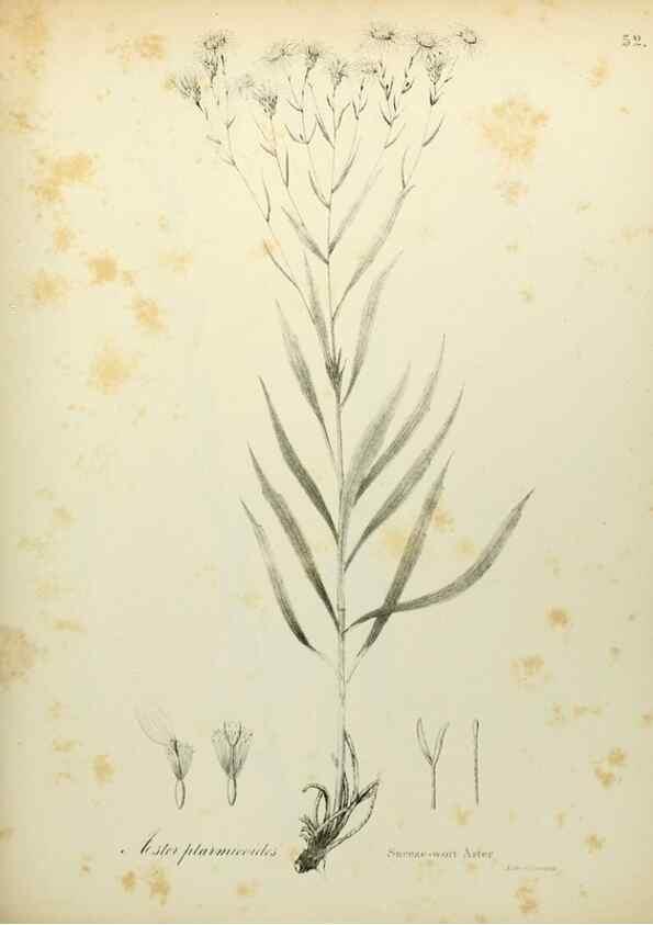 Reproducción/Reproduction 49122652171: A flora of the State of New-York, comprising full descriptions of all the indigenous and naturalized plants hitherto discovered in the state;. Albany,Carroll and Cook, Printers to the Assembly,1843.. 