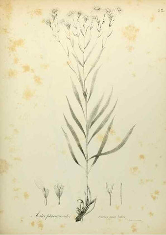 Reproducción/Reproduction 49122652171: A flora of the State of New-York, comprising full descriptions of all the indigenous and naturalized plants hitherto discovered in the state;. Albany,Carroll and Cook, Printers to the Assembly,1843.. 