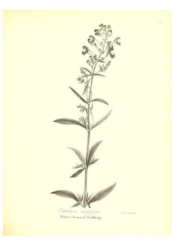 Reproducción/Reproduction 49122428188: A flora of the State of New-York, comprising full descriptions of all the indigenous and naturalized plants hitherto discovered in the state;. Albany,Carroll and Cook, Printers to the Assembly,1843.. 