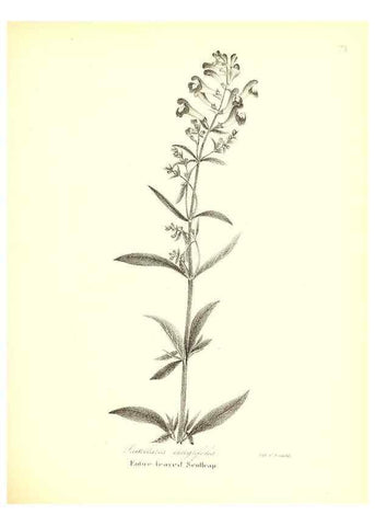 Reproducción/Reproduction 49122428188: A flora of the State of New-York, comprising full descriptions of all the indigenous and naturalized plants hitherto discovered in the state;. Albany,Carroll and Cook, Printers to the Assembly,1843.. 
