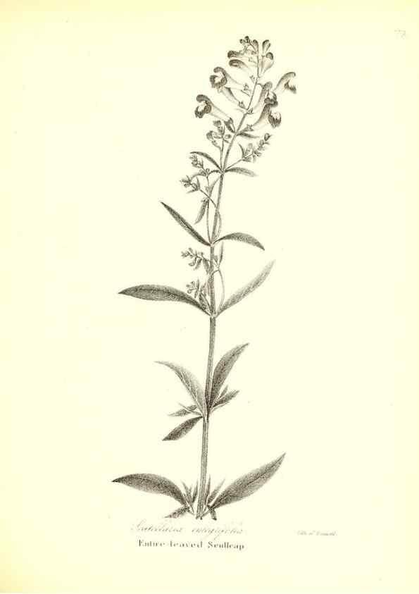 Reproducción/Reproduction 49122428188: A flora of the State of New-York, comprising full descriptions of all the indigenous and naturalized plants hitherto discovered in the state;. Albany,Carroll and Cook, Printers to the Assembly,1843.. 