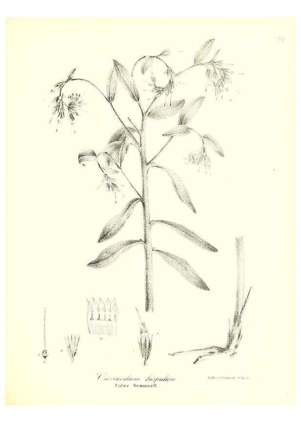 Reproducción/Reproduction 49123117852: A flora of the State of New-York, comprising full descriptions of all the indigenous and naturalized plants hitherto discovered in the state;. Albany,Carroll and Cook, Printers to the Assembly,1843.. 