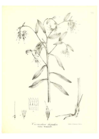 Reproducción/Reproduction 49123117852: A flora of the State of New-York, comprising full descriptions of all the indigenous and naturalized plants hitherto discovered in the state;. Albany,Carroll and Cook, Printers to the Assembly,1843.. 