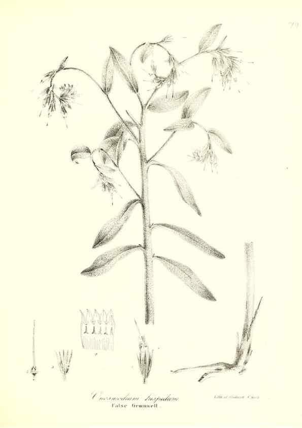 Reproducción/Reproduction 49123117852: A flora of the State of New-York, comprising full descriptions of all the indigenous and naturalized plants hitherto discovered in the state;. Albany,Carroll and Cook, Printers to the Assembly,1843.. 
