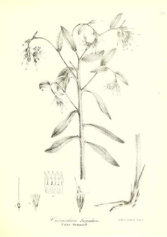 Reproducción/Reproduction 49123117852: A flora of the State of New-York, comprising full descriptions of all the indigenous and naturalized plants hitherto discovered in the state;. Albany,Carroll and Cook, Printers to the Assembly,1843.. 