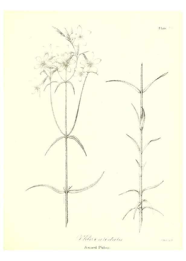 Reproducción/Reproduction 49122930781: A flora of the State of New-York, comprising full descriptions of all the indigenous and naturalized plants hitherto discovered in the state;. Albany,Carroll and Cook, Printers to the Assembly,1843.. 