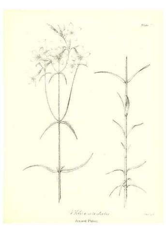 Reproducción/Reproduction 49122930781: A flora of the State of New-York, comprising full descriptions of all the indigenous and naturalized plants hitherto discovered in the state;. Albany,Carroll and Cook, Printers to the Assembly,1843.. 