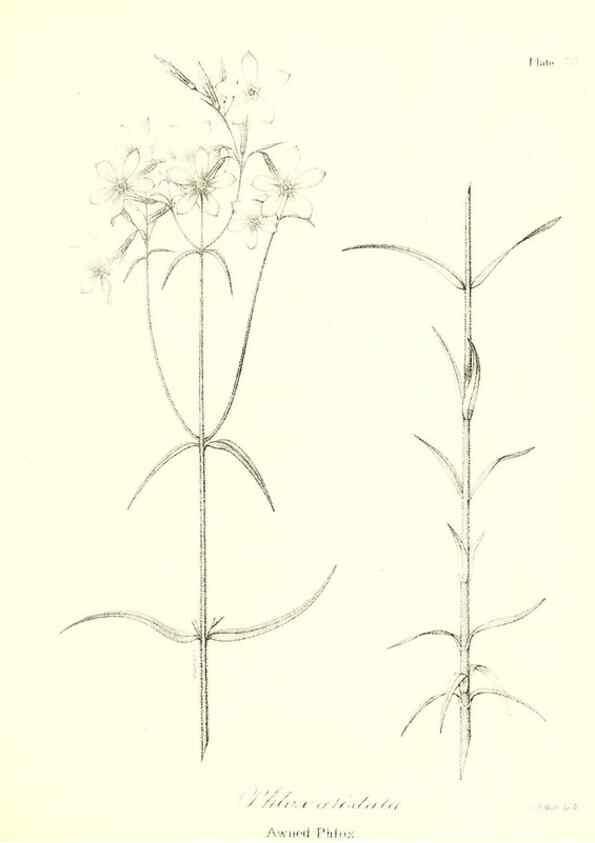 Reproducción/Reproduction 49122930781: A flora of the State of New-York, comprising full descriptions of all the indigenous and naturalized plants hitherto discovered in the state;. Albany,Carroll and Cook, Printers to the Assembly,1843.. 