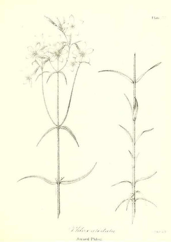 Reproducción/Reproduction 49122930781: A flora of the State of New-York, comprising full descriptions of all the indigenous and naturalized plants hitherto discovered in the state;. Albany,Carroll and Cook, Printers to the Assembly,1843.. 