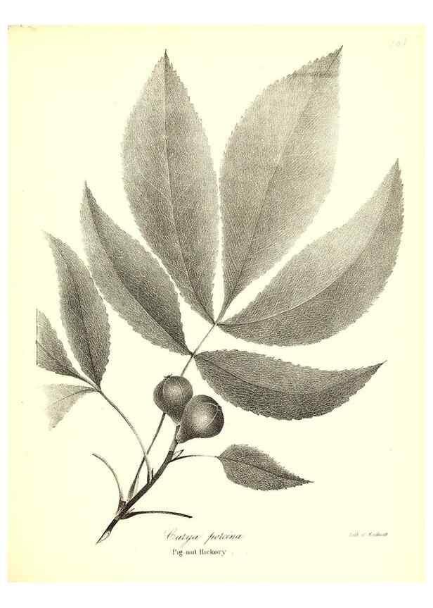 Reproducción/Reproduction 49123127407: A flora of the State of New-York, comprising full descriptions of all the indigenous and naturalized plants hitherto discovered in the state;. Albany,Carroll and Cook, Printers to the Assembly,1843.. 