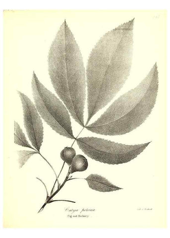Reproducción/Reproduction 49123127407: A flora of the State of New-York, comprising full descriptions of all the indigenous and naturalized plants hitherto discovered in the state;. Albany,Carroll and Cook, Printers to the Assembly,1843.. 