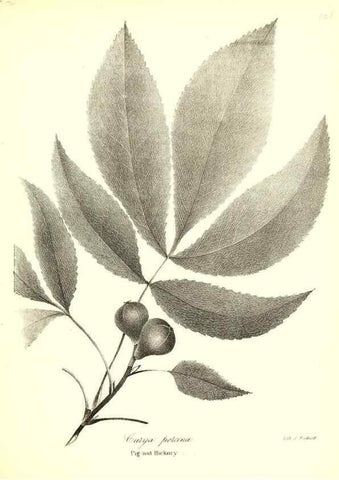 Reproducción/Reproduction 49123127407: A flora of the State of New-York, comprising full descriptions of all the indigenous and naturalized plants hitherto discovered in the state;. Albany,Carroll and Cook, Printers to the Assembly,1843.. 