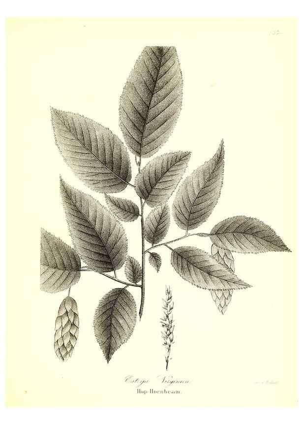 Reproducción/Reproduction 49122438458: A flora of the State of New-York, comprising full descriptions of all the indigenous and naturalized plants hitherto discovered in the state;. Albany,Carroll and Cook, Printers to the Assembly,1843.. 