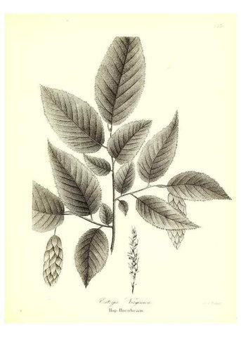 Reproducción/Reproduction 49122438458: A flora of the State of New-York, comprising full descriptions of all the indigenous and naturalized plants hitherto discovered in the state;. Albany,Carroll and Cook, Printers to the Assembly,1843.. 