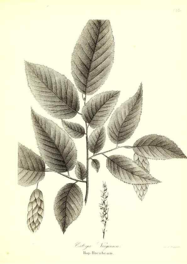 Reproducción/Reproduction 49122438458: A flora of the State of New-York, comprising full descriptions of all the indigenous and naturalized plants hitherto discovered in the state;. Albany,Carroll and Cook, Printers to the Assembly,1843.. 