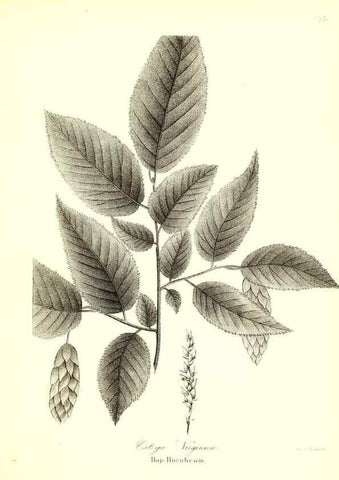 Reproducción/Reproduction 49122438458: A flora of the State of New-York, comprising full descriptions of all the indigenous and naturalized plants hitherto discovered in the state;. Albany,Carroll and Cook, Printers to the Assembly,1843.. 