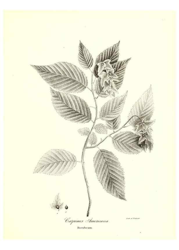 Reproducción/Reproduction 49122941166: A flora of the State of New-York, comprising full descriptions of all the indigenous and naturalized plants hitherto discovered in the state;. Albany,Carroll and Cook, Printers to the Assembly,1843.. 