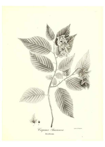 Reproducción/Reproduction 49122941166: A flora of the State of New-York, comprising full descriptions of all the indigenous and naturalized plants hitherto discovered in the state;. Albany,Carroll and Cook, Printers to the Assembly,1843.. 