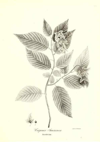 Reproducción/Reproduction 49122941166: A flora of the State of New-York, comprising full descriptions of all the indigenous and naturalized plants hitherto discovered in the state;. Albany,Carroll and Cook, Printers to the Assembly,1843.. 