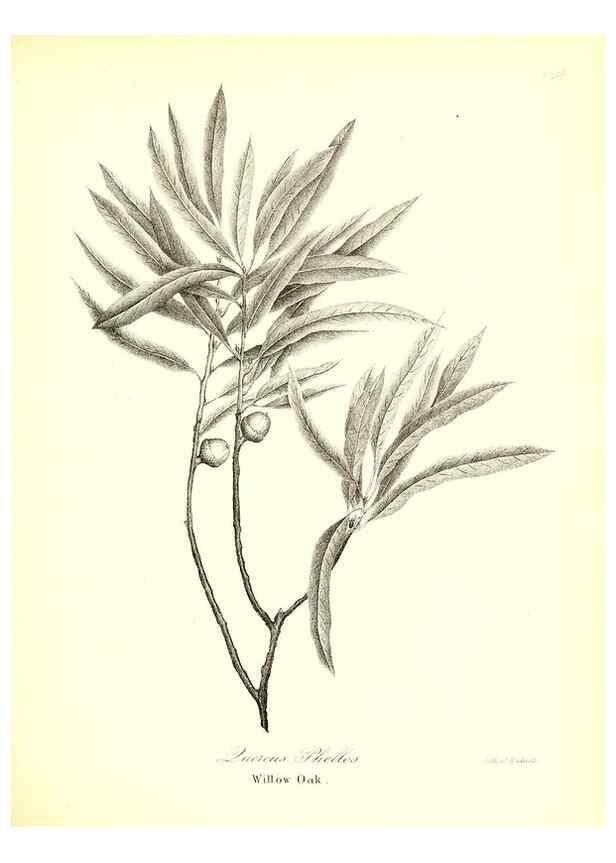 Reproducción/Reproduction 49123128882: A flora of the State of New-York, comprising full descriptions of all the indigenous and naturalized plants hitherto discovered in the state;. Albany,Carroll and Cook, Printers to the Assembly,1843.. 