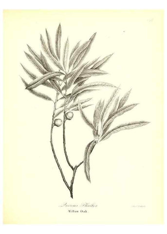 Reproducción/Reproduction 49123128882: A flora of the State of New-York, comprising full descriptions of all the indigenous and naturalized plants hitherto discovered in the state;. Albany,Carroll and Cook, Printers to the Assembly,1843.. 