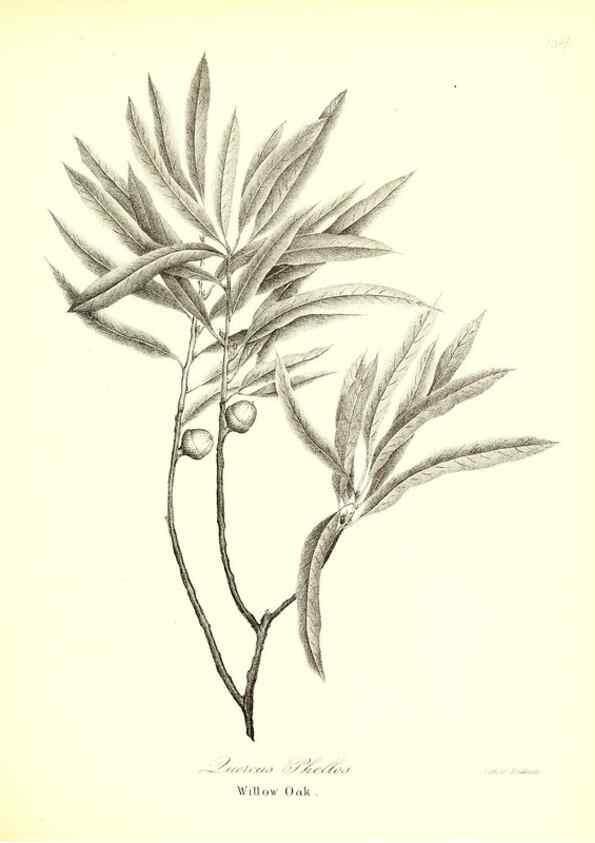 Reproducción/Reproduction 49123128882: A flora of the State of New-York, comprising full descriptions of all the indigenous and naturalized plants hitherto discovered in the state;. Albany,Carroll and Cook, Printers to the Assembly,1843.. 