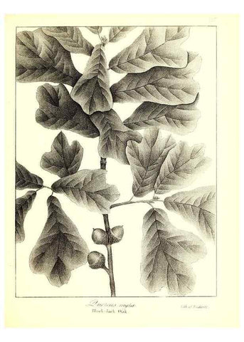 Reproducción/Reproduction 49122440068: A flora of the State of New-York, comprising full descriptions of all the indigenous and naturalized plants hitherto discovered in the state;. Albany,Carroll and Cook, Printers to the Assembly,1843.. 